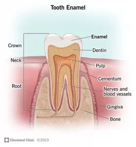 What is the enamel of the teeth?