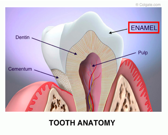 What is the enamel of the teeth?